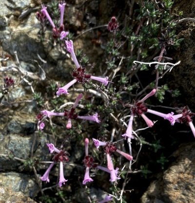 Thymus integer, photographed by desertnaturalist