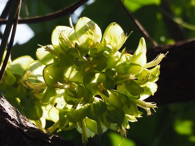 Mucuna gigantea, photographed by 葉子