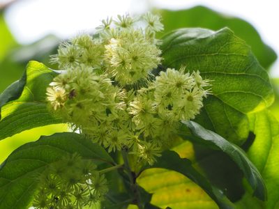 Homalium cochinchinense, photographed by 葉子