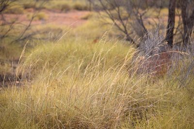 Triodia pungens, photographed by Kym Nicolson