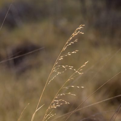Triodia pungens, photographed by Kym Nicolson