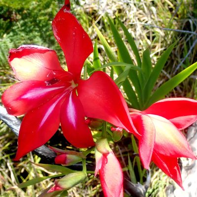 Gladiolus sempervirens, photographed by Di Turner