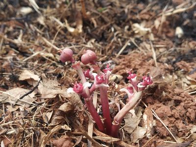 Euphorbia khandallensis, photographed by S.MORE