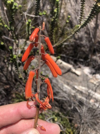 Aloiampelos decumbens, photographed by Dave U