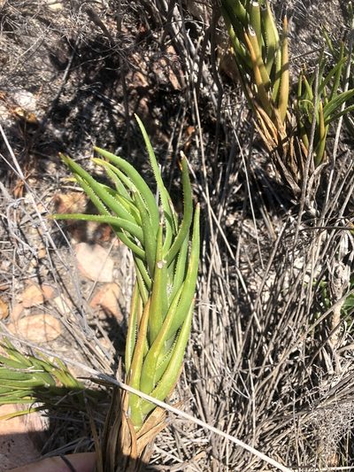 Aloiampelos decumbens, photographed by Dave U