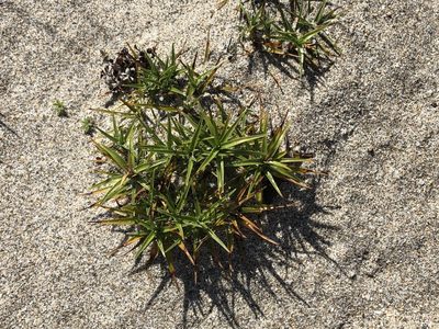 Cyperus pedunculatus, photographed by Pete Grannis