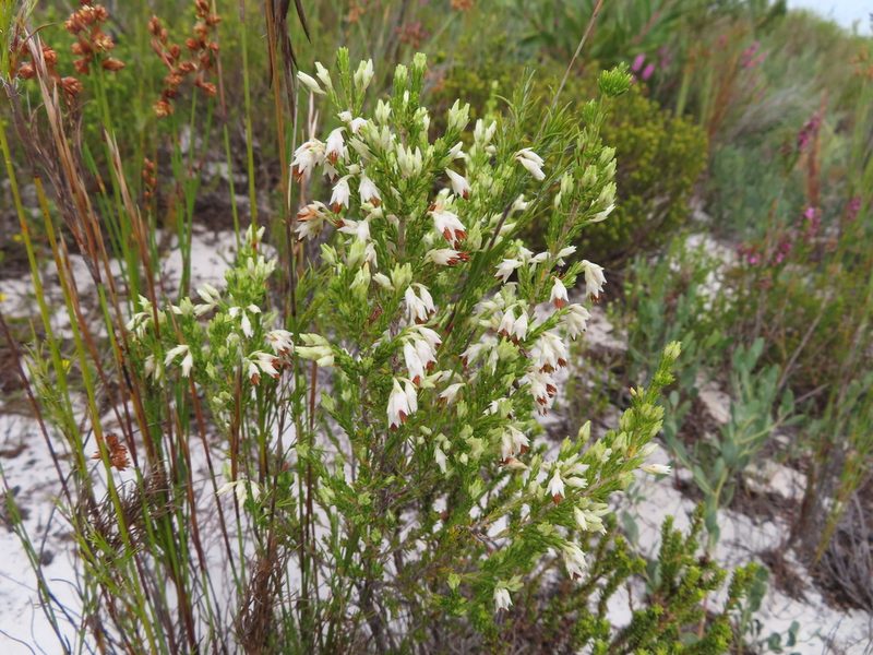 Erica penicilliformis, photographed by linkie