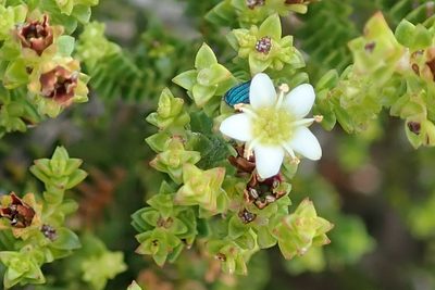 Diosma guthriei, photographed by Peter Warren