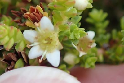 Diosma guthriei, photographed by Peter Warren
