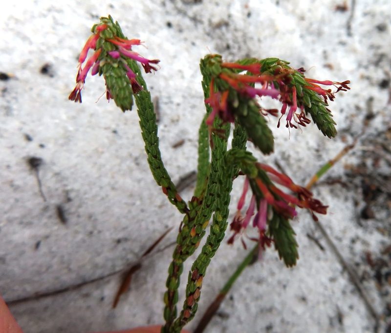 Erica innovans, photographed by linkie