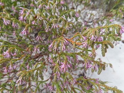 Erica innovans, photographed by linkie