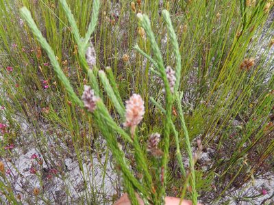 Spatalla ericoides, photographed by linkie