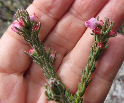Erica excavata, photographed by linkie