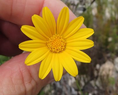 Osteospermum australe, photographed by linkie