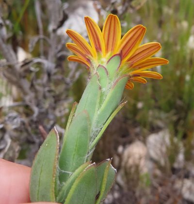 Osteospermum australe, photographed by linkie