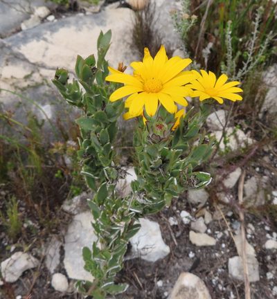 Osteospermum australe, photographed by linkie