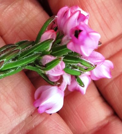 Erica excavata, photographed by linkie