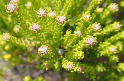Agathosma collina, photographed by Peter Warren