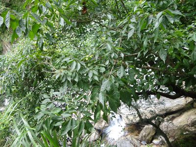 Fraxinus insularis, photographed by 呂一起(Lyu yi-chi)