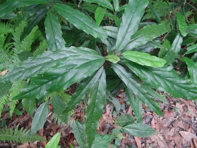 Aucuba chinensis, photographed by 呂一起(Lyu yi-chi)