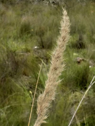 Capeochloa cincta, photographed by kevin koen