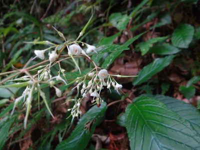 Paraboea swinhoei, photographed by 呂一起(Lyu yi-chi)