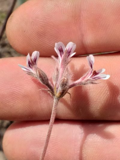 Pelargonium pilosellifolium, photographed by kevin koen