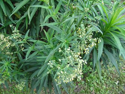 Blumea linearis, photographed by 呂一起(Lyu yi-chi)