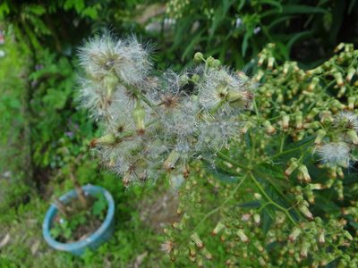 Blumea linearis, photographed by 呂一起(Lyu yi-chi)