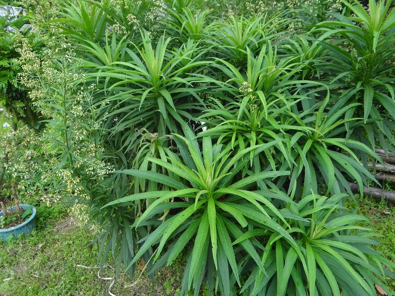 Blumea linearis, photographed by 呂一起(Lyu yi-chi)