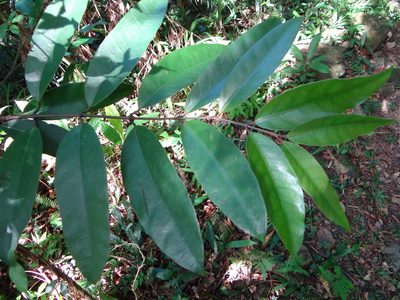 Anodendron benthamianum, photographed by 呂一起(Lyu yi-chi)