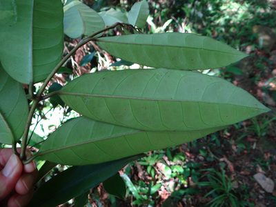 Anodendron benthamianum, photographed by 呂一起(Lyu yi-chi)