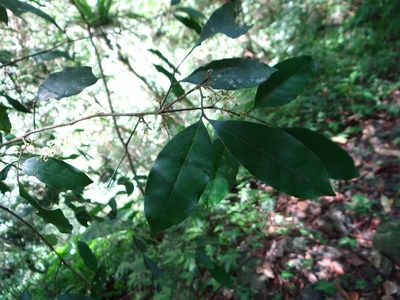 Glycosmis parviflora, photographed by 呂一起(Lyu yi-chi)