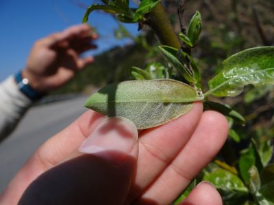 Salix fulvopubescens, photographed by 呂一起(Lyu yi-chi)