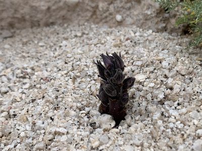 Orobanche cooperi, photographed by Kenzie Anderson-Bell