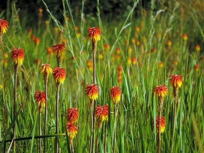 Kniphofia linearifolia, photographed by i_c_riddell
