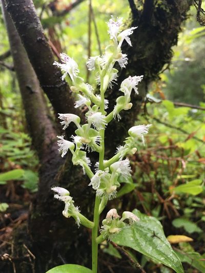 Huttonaea pulchra, photographed by Caroline Voget