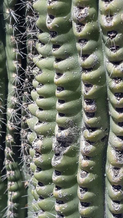 Stenocereus treleasei, photographed by Eugenio Padilla