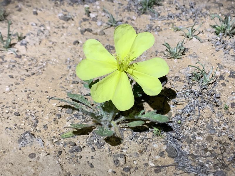 Oenothera primiveris, photographed by Kenzie Anderson-Bell