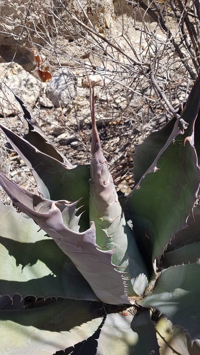 Agave seemanniana, photographed by Eugenio Padilla