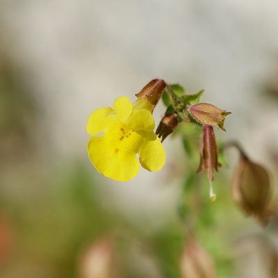 Erythranthe lagunensis, photographed by Bill Levine
