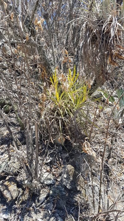 Tillandsia flavobracteata, photographed by Eugenio Padilla