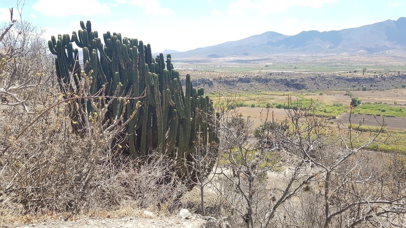 Myrtillocactus schenckii, photographed by Eugenio Padilla