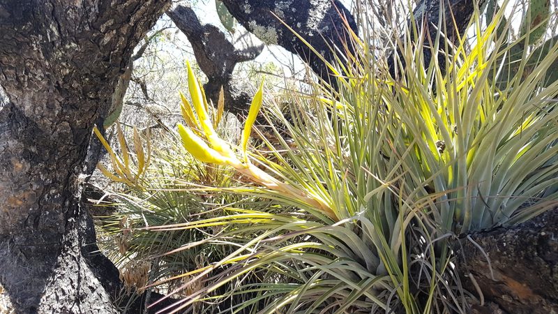 Tillandsia flavobracteata, photographed by Eugenio Padilla
