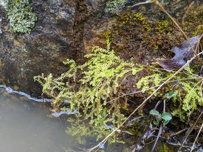 Selaginella eclipes, photographed by Nathan Aaron