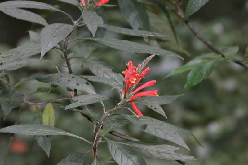 Aphelandra longiflora, photographed by Tim Hirsch