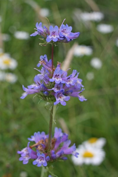 Penstemon hesperius, photographed by Ed Alverson