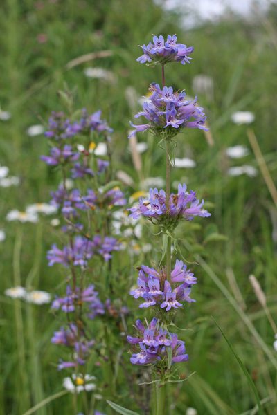 Penstemon hesperius, photographed by Ed Alverson