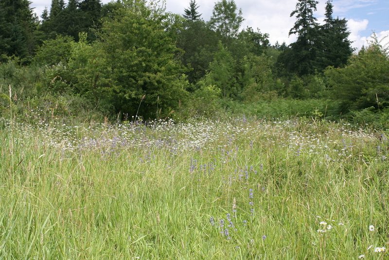 Penstemon hesperius, photographed by Ed Alverson