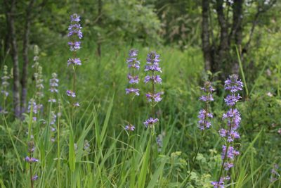 Penstemon hesperius, photographed by Ed Alverson